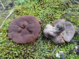 Attēlu rezultāti vaicājumam “Discina perlata”