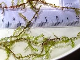 Attēlu rezultāti vaicājumam “Calliergon megalophyllum”