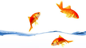 Image result for vissen