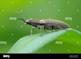 Attēlu rezultāti vaicājumam “Cidnopus aeruginosus”