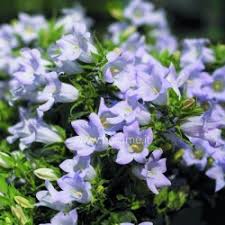 Image result for Campanula formanekiana