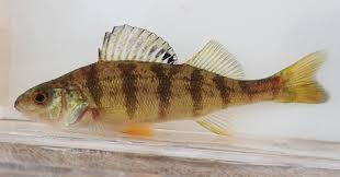 Image result for Perca flavescens