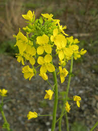 Attēlu rezultāti vaicājumam “Brassica napus flower”