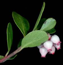 Attēlu rezultāti vaicājumam “Arctostaphylos uva-ursi fruit”