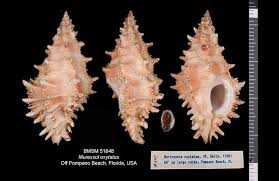 Attēlu rezultāti vaicājumam “Oxyrrhynchium hians var. rigidum macro”