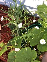 Attēlu rezultāti vaicājumam “Linum catharticum flower”