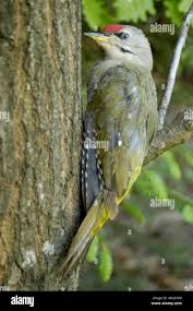 Attēlu rezultāti vaicājumam “Picus canus”
