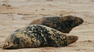 Attēlu rezultāti vaicājumam “Halichoerus grypus”