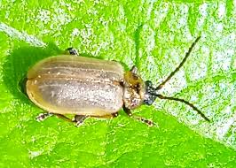 Attēlu rezultāti vaicājumam “Lochmaea caprea”