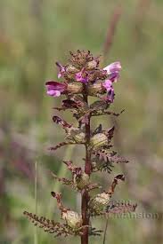 Attēlu rezultāti vaicājumam “Pedicularis palustris fruit”