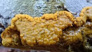 Attēlu rezultāti vaicājumam “Diderma subincarnatum”