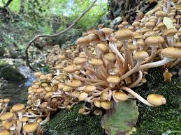 Attēlu rezultāti vaicājumam “Armillaria mellea”