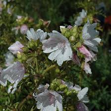 Image result for Malva moschata alba