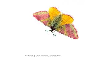 Attēlu rezultāti vaicājumam “Lythria cruentaria”