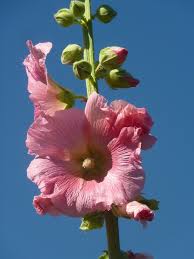 Image result for Stockrose