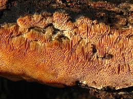 Attēlu rezultāti vaicājumam “Oxyporus corticola”