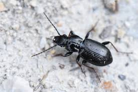 Attēlu rezultāti vaicājumam “Pterostichus oblongopunctatus”