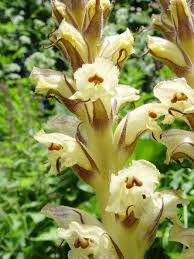 Attēlu rezultāti vaicājumam “Orobanche reticulata”