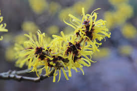 Attēlu rezultāti vaicājumam “Hamamelis mollis”