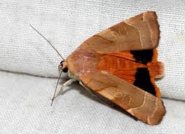 Attēlu rezultāti vaicājumam “Noctua fimbriata”