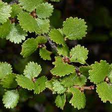 Attēlu rezultāti vaicājumam “Betula nana leaf”