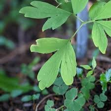 Image result for tränendes Herz