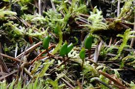 Attēlu rezultāti vaicājumam “Buxbaumia viridis”