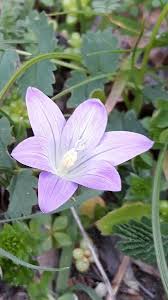 Attēlu rezultāti vaicājumam “Campanula patula”