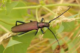 Attēlu rezultāti vaicājumam “Aromia moschata”
