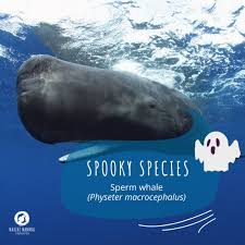 Image result for Physeter macrocephalus
