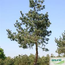 Attēlu rezultāti vaicājumam “Pinus sylvestris var. turfosa”