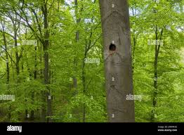 Attēlu rezultāti vaicājumam “Dryocopus martius nest”