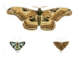 Attēlu rezultāti vaicājumam “Argynnis laodice underside”