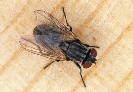 Attēlu rezultāti vaicājumam “Musca domestica”