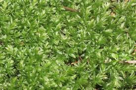 Attēlu rezultāti vaicājumam “Mnium hornum”