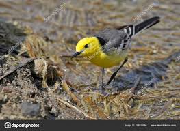 Attēlu rezultāti vaicājumam “Motacilla citreola”