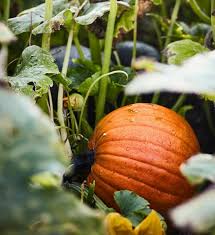 Image result for Kürbis