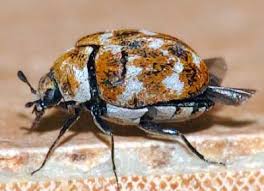 Attēlu rezultāti vaicājumam “Dermestidae”