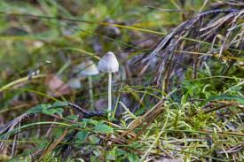 Attēlu rezultāti vaicājumam “Mycena filopes”