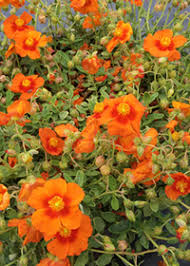 Attēlu rezultāti vaicājumam “Helianthemum nummularium”