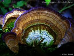 Attēlu rezultāti vaicājumam “Trichaptum biforme”