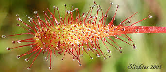 Attēlu rezultāti vaicājumam “Drosera anglica”