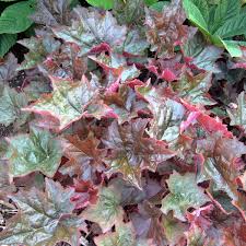 Image result for Heuchera `Palace Purple`
