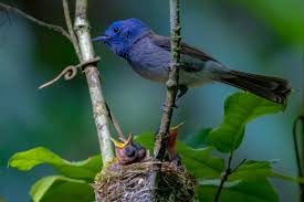 Attēlu rezultāti vaicājumam “Picus viridis nest”