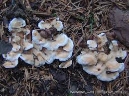 Attēlu rezultāti vaicājumam “Sistotrema confluens”