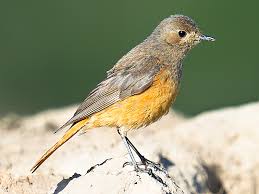 Attēlu rezultāti vaicājumam “Phoenicurus ochruros female”