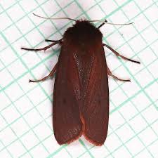 Attēlu rezultāti vaicājumam “Phragmatobia fuliginosa imago”