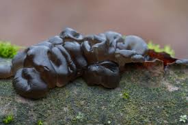 Attēlu rezultāti vaicājumam “Exidia glandulosa”