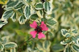 Attēlu rezultāti vaicājumam “Euonymus flower”