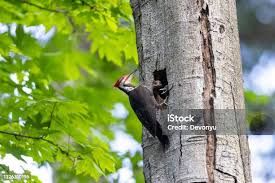 Attēlu rezultāti vaicājumam “Dryocopus martius nest”